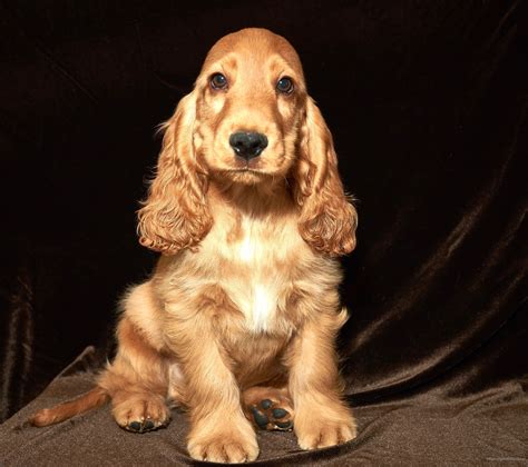 Medium in size, the <strong>English Cocker Spaniel</strong>, is an efficient, active and energetic guard dog, bearing a close resemblance to the <strong>English</strong> Springer <strong>Spaniel</strong>, and Field <strong>Spaniel</strong> as well as their closest cousin, the American <strong>Cocker Spaniel</strong> to some extent. . English cocker spaniel puppies
